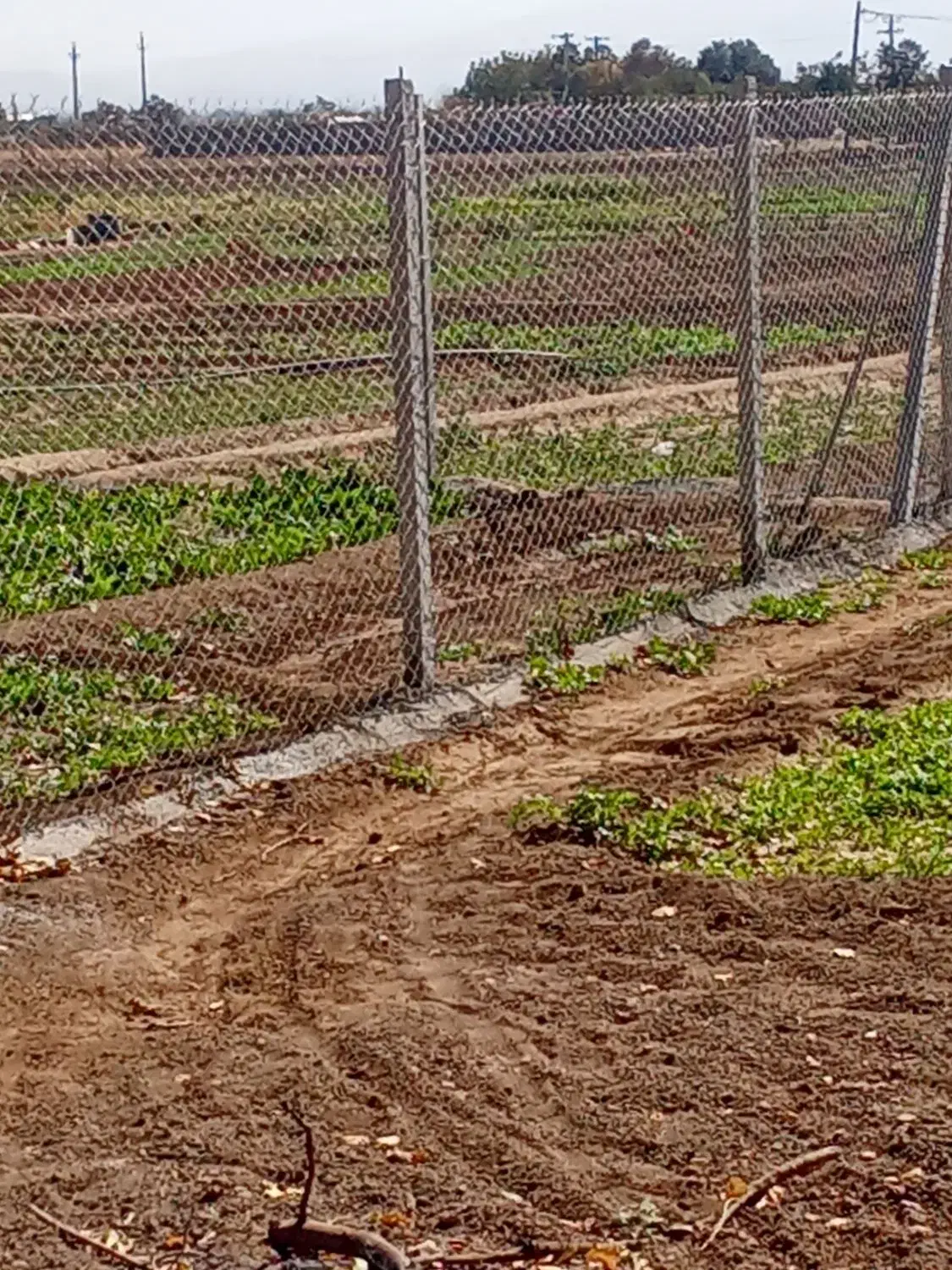 تولیدکننده فنس بادستگاه اتوماتیک ونصب|مصالح و تجهیزات ساختمان|بهار, |دیوار