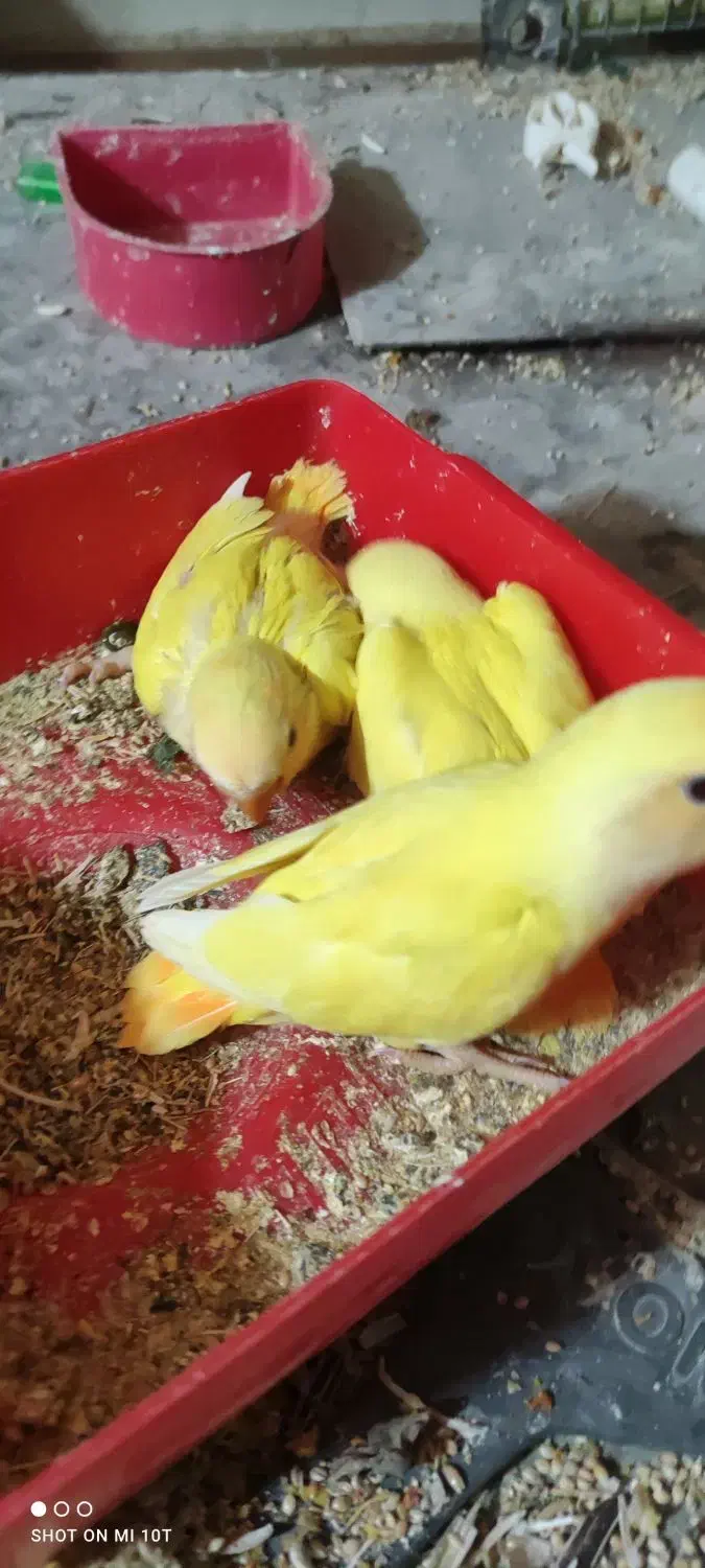 جوجه برزیلی|پرنده|شیراز, زرهی|دیوار