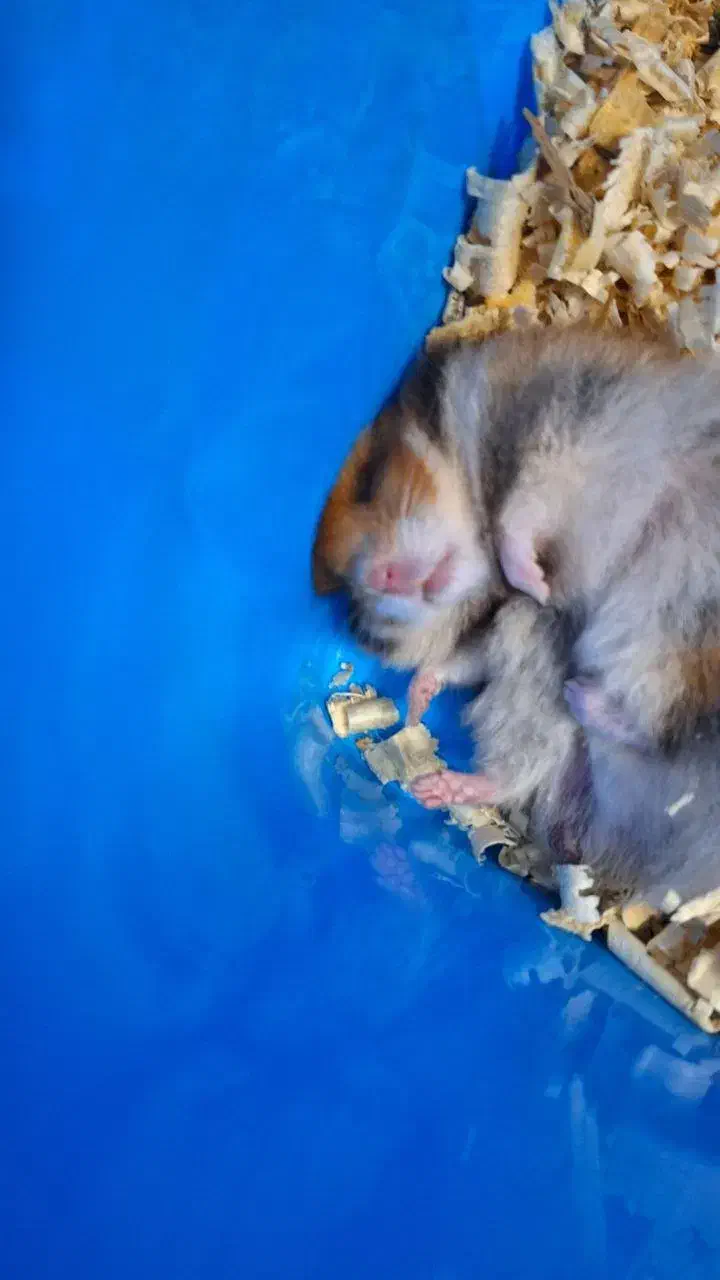 همستر بازیگوش|موش و خرگوش|فاضل آباد, |دیوار