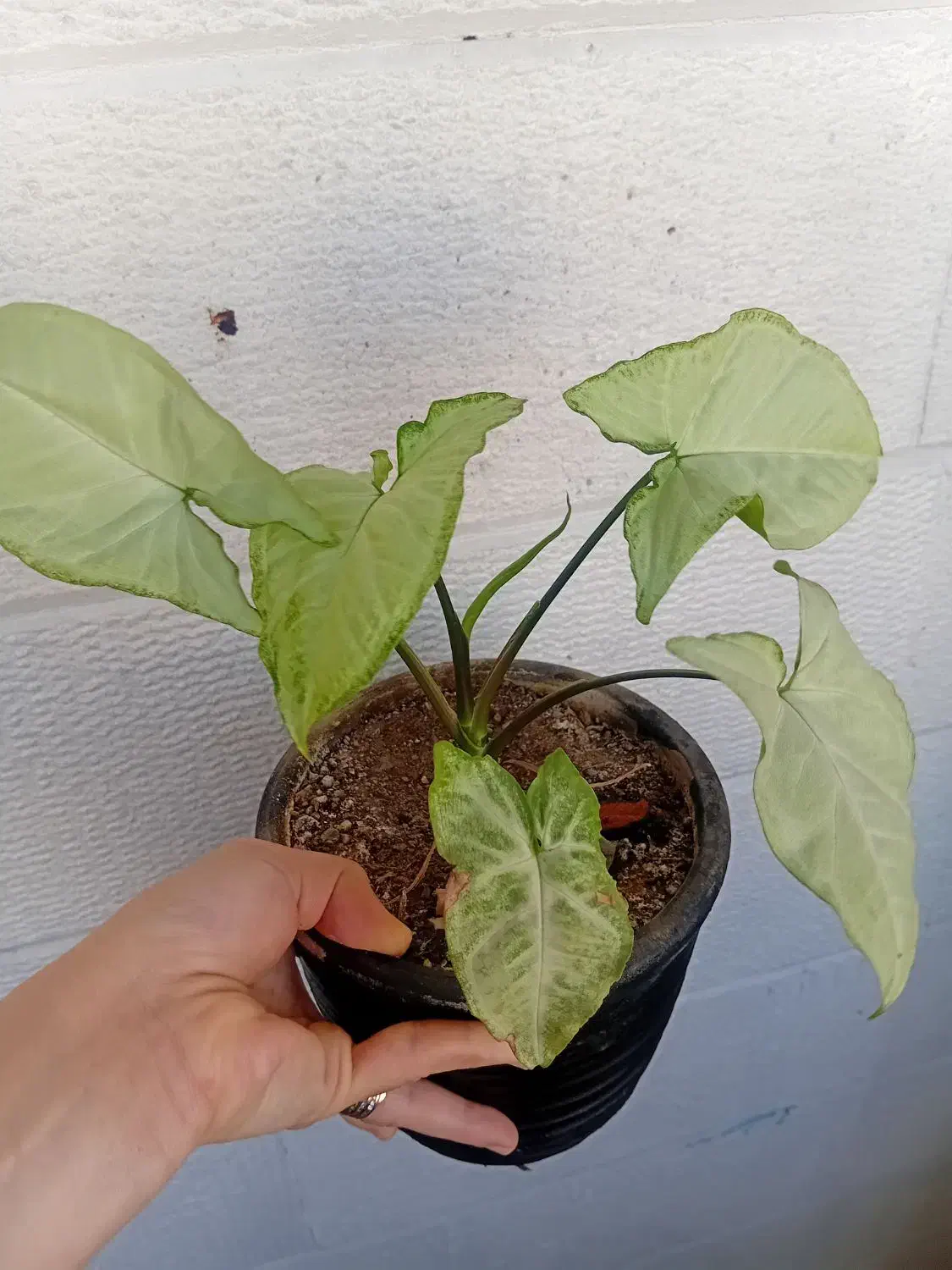 وسایل منزل|صنایع دستی و سایر لوازم تزئینی|اندیشه, اندیشه فاز ۱|دیوار