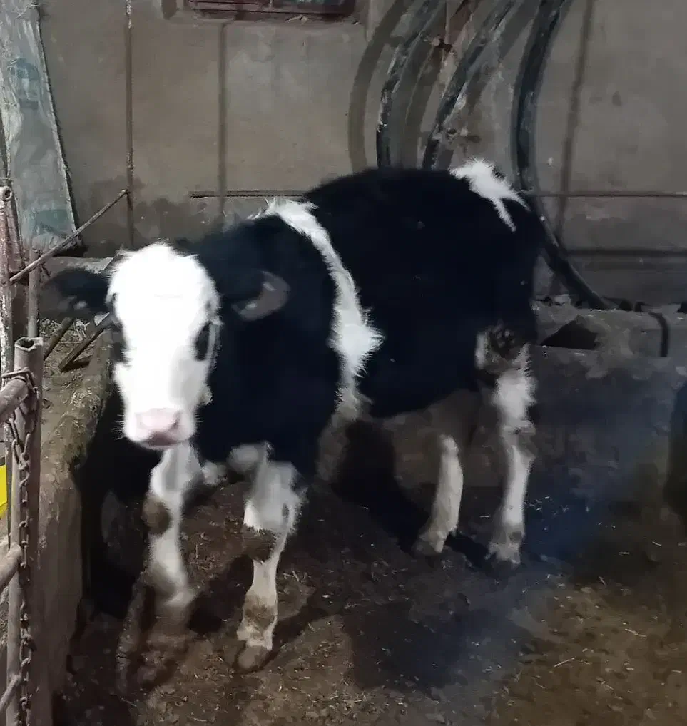 گوساله|حیوانات مزرعه|سجاس رود, |دیوار