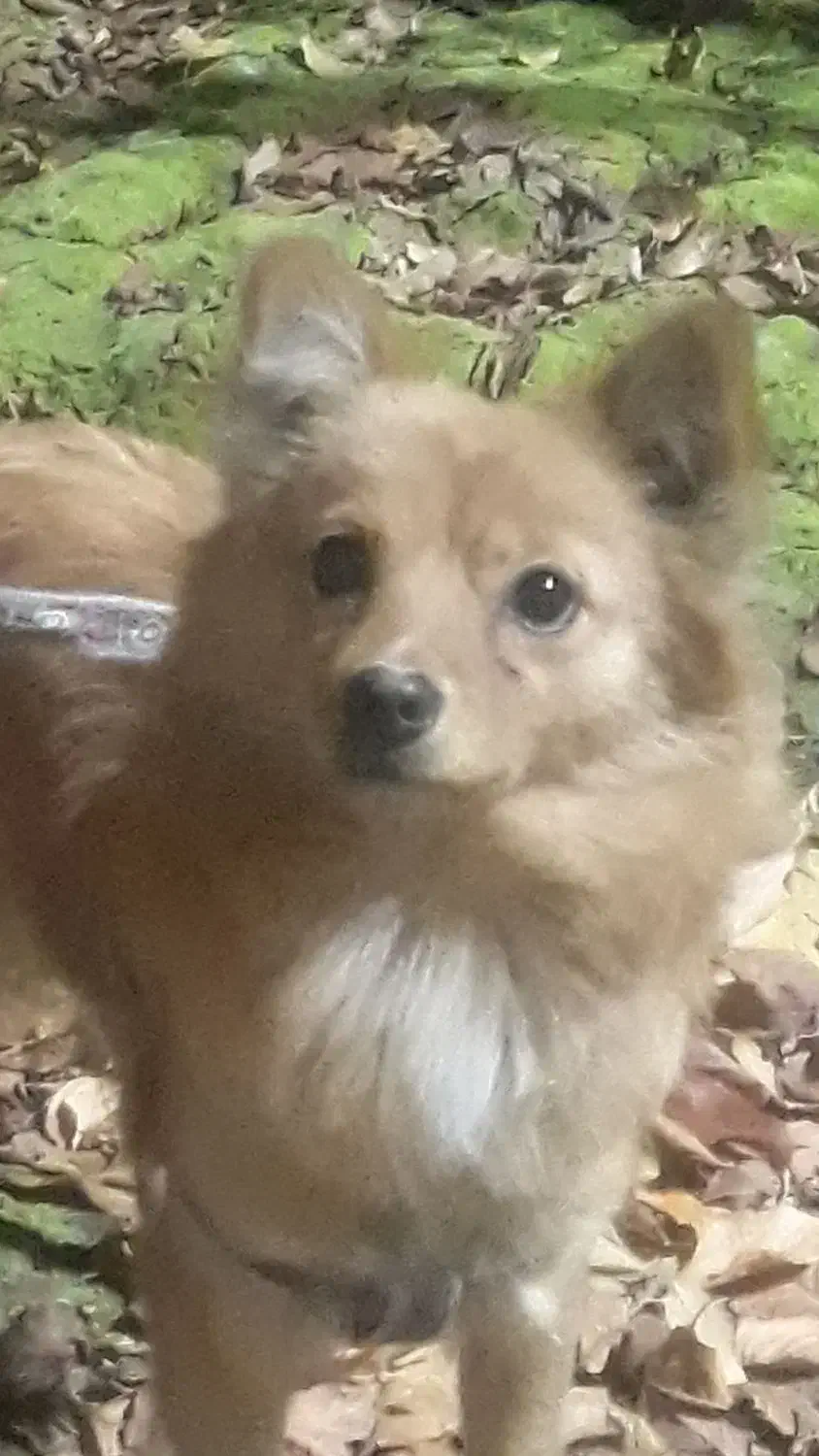 سگ پامر خانگی|سگ|رباطکریم, الارد|دیوار