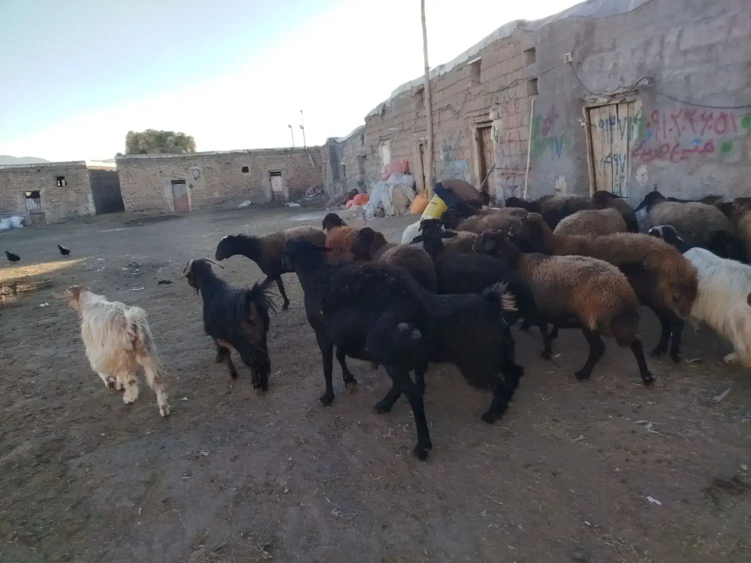 بره قربانی نر و ماده|حیوانات مزرعه|زنجان, |دیوار