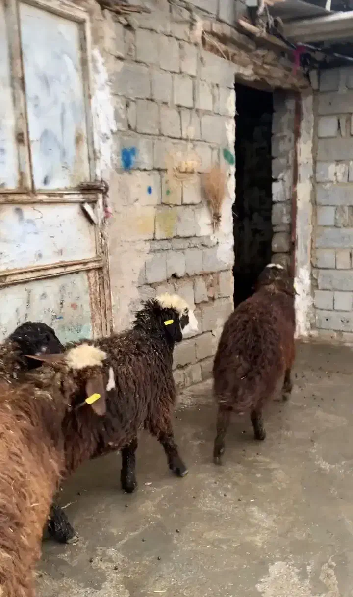 فروش 16 بره|حیوانات مزرعه|پیرانشهر, |دیوار