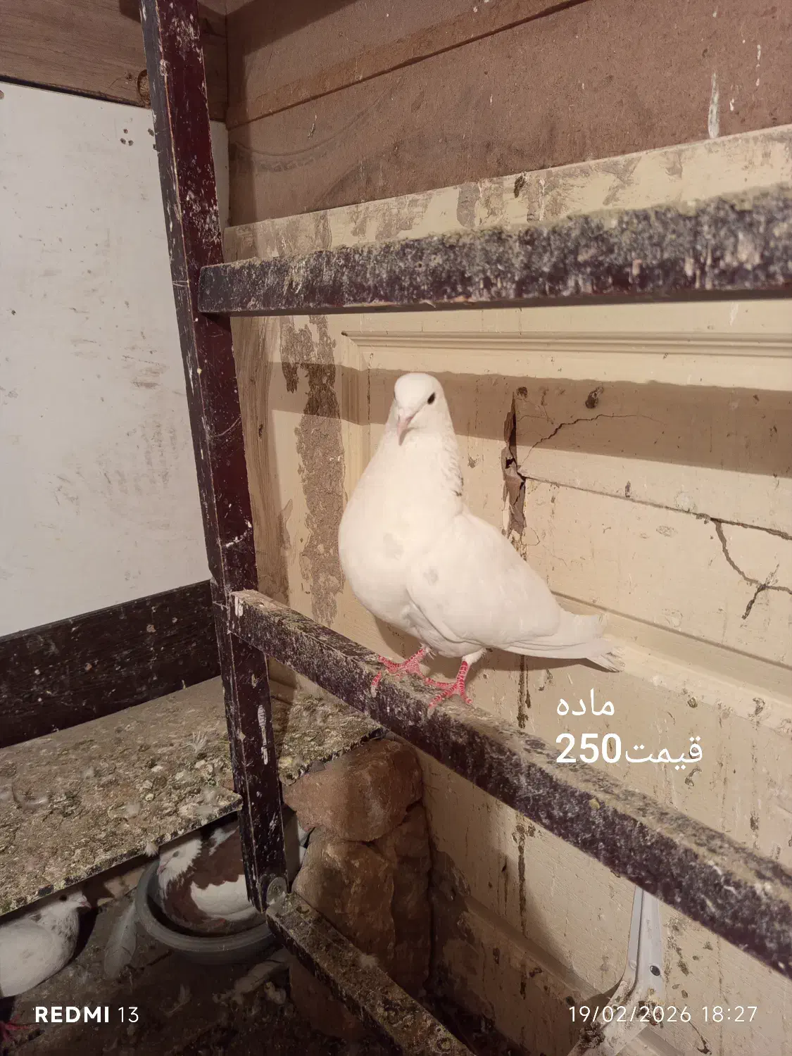 کفتر|پرنده|مشکیندشت, |دیوار