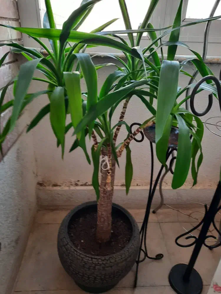 گل یوکا|گل و گیاه طبیعی|صدرا-فارس, فاز ۱|دیوار