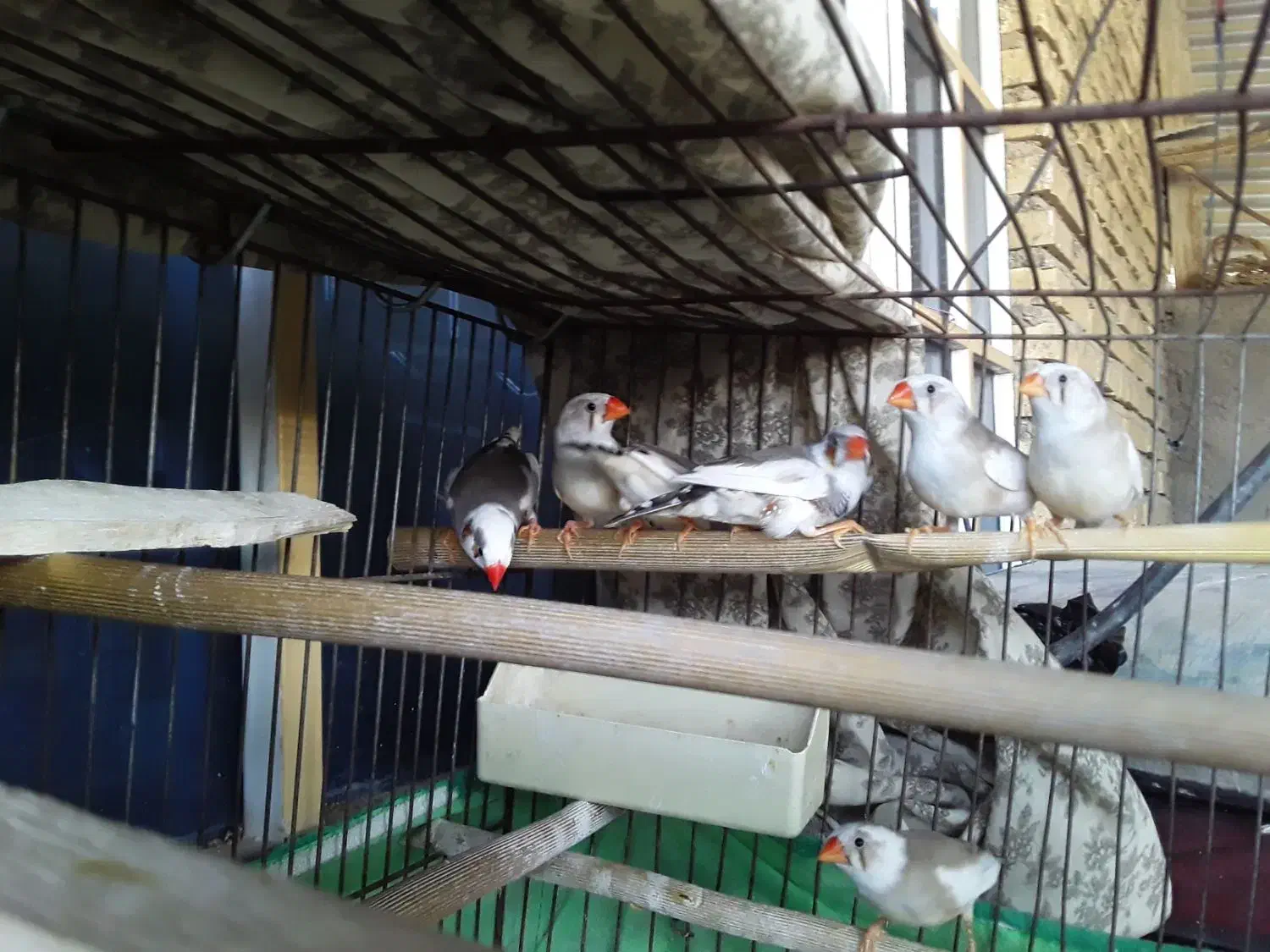 فروش فنچ نژاد دار انگلیسی|پرنده|دهلران, |دیوار