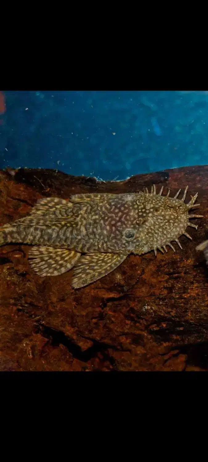 کت پوزه بوته ای مولد نر و ماده|ماهی|اهواز, کیانشهر|دیوار