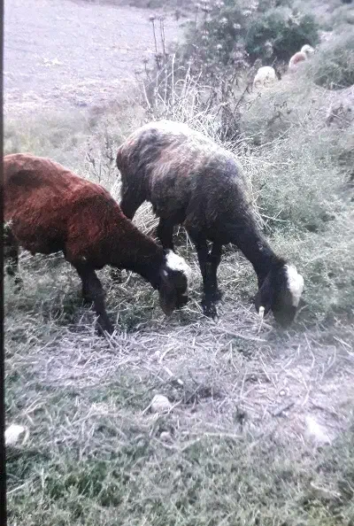 گوسفند و بره ۸ماهه نر|حیوانات مزرعه|سرخنکلاته, |دیوار