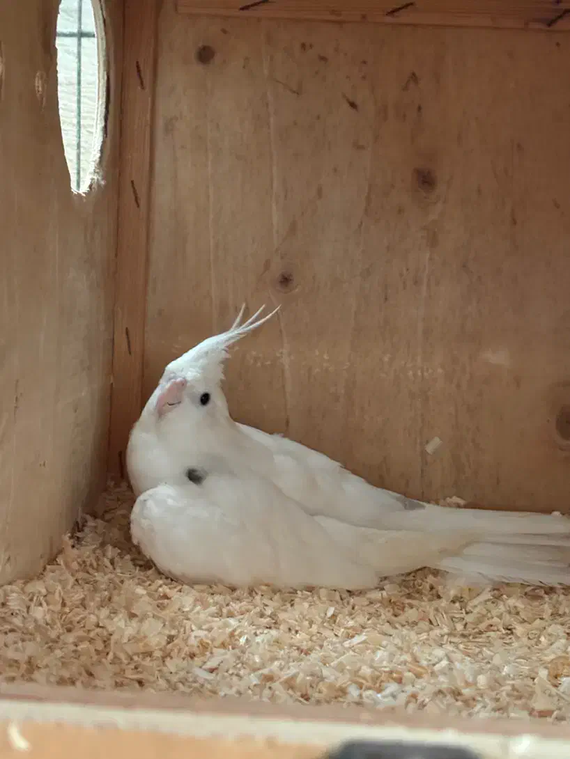 عروس هلندی|پرنده|قشم, |دیوار