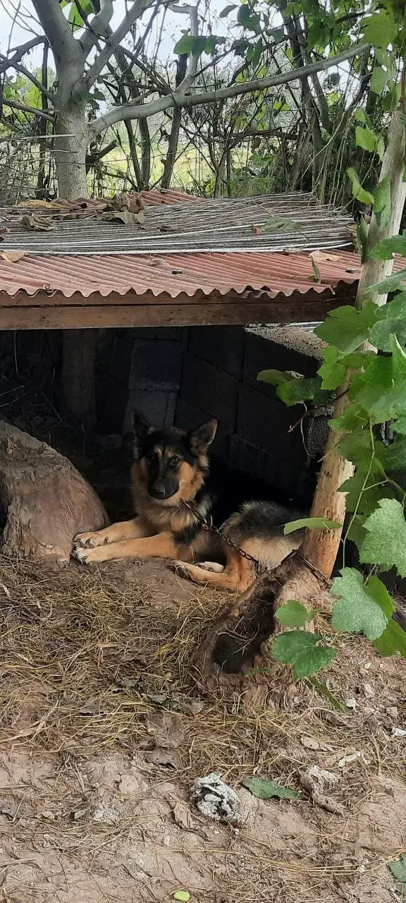 سگ گمشده|حیوانات|لولمان, |دیوار