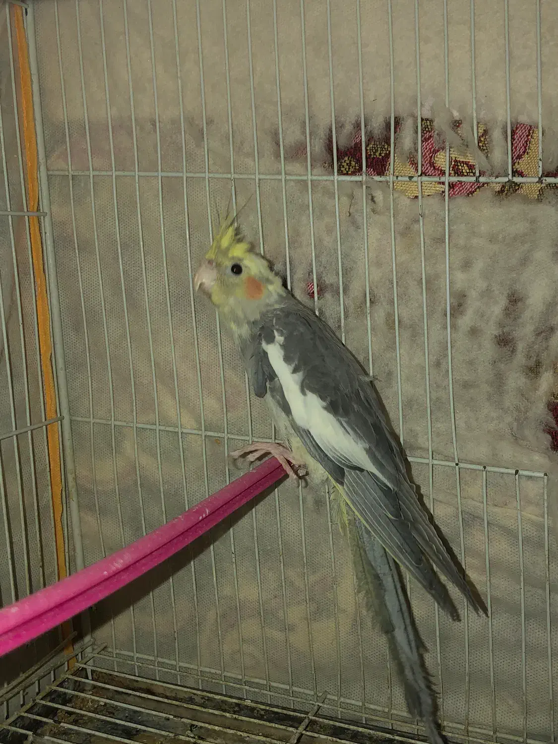 عروس هلندی ،مرغ عشق|پرنده|بجنورد, |دیوار