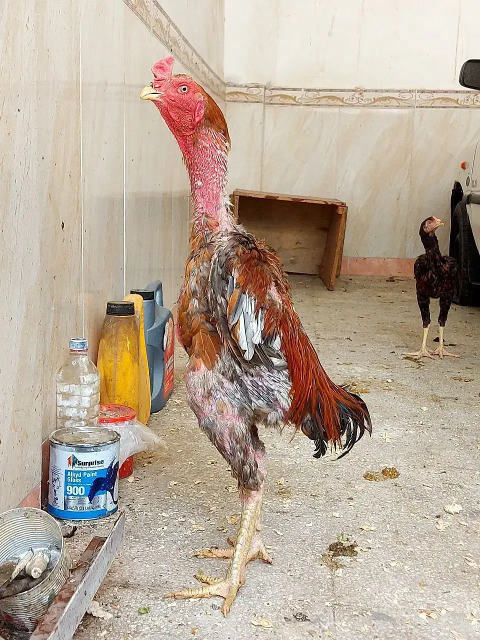 خروس لاری برزیلی|حیوانات مزرعه|باینگان, |دیوار