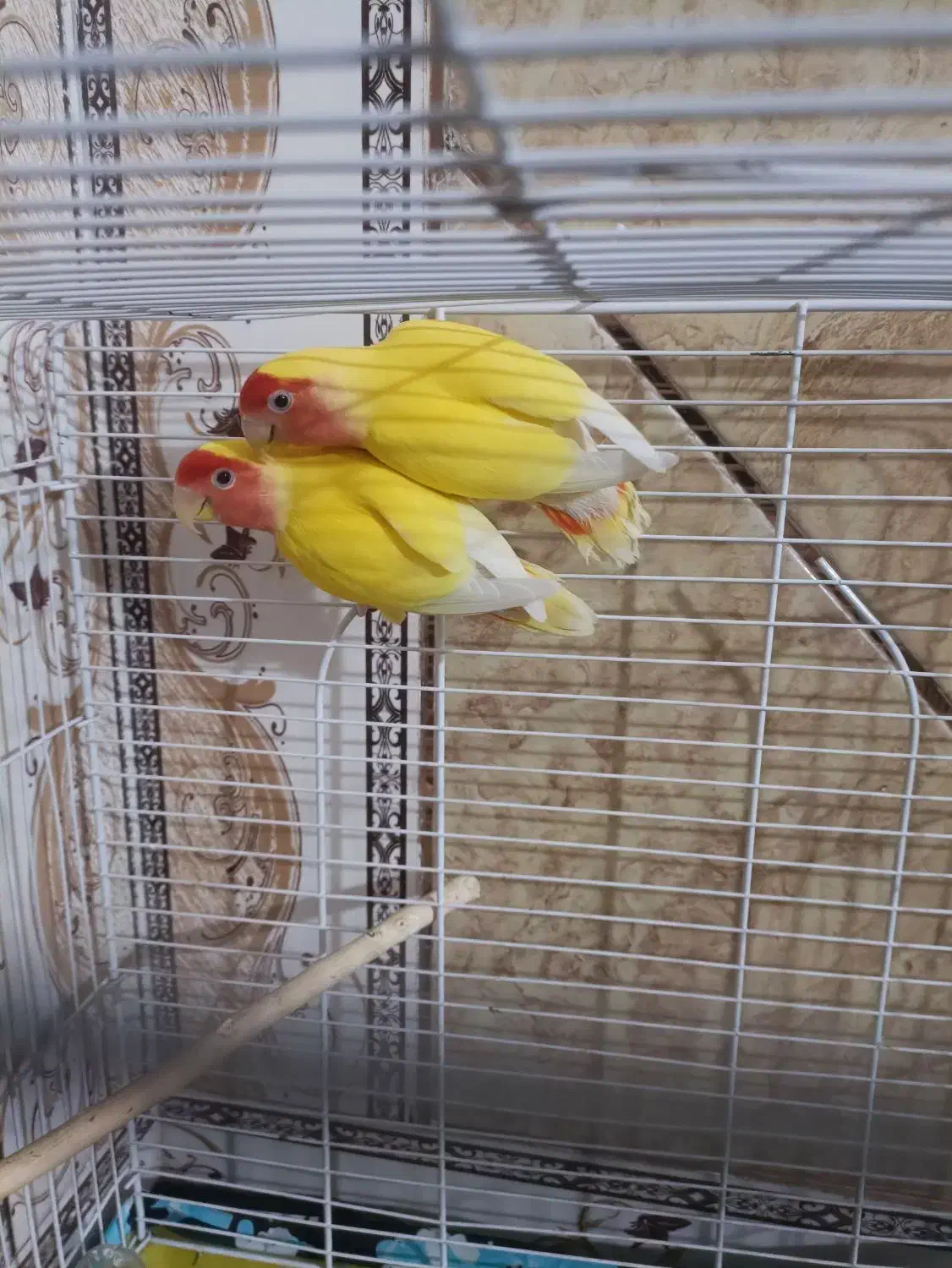 کوتاه برزیلی درجه یک|پرنده|جیرفت, |دیوار