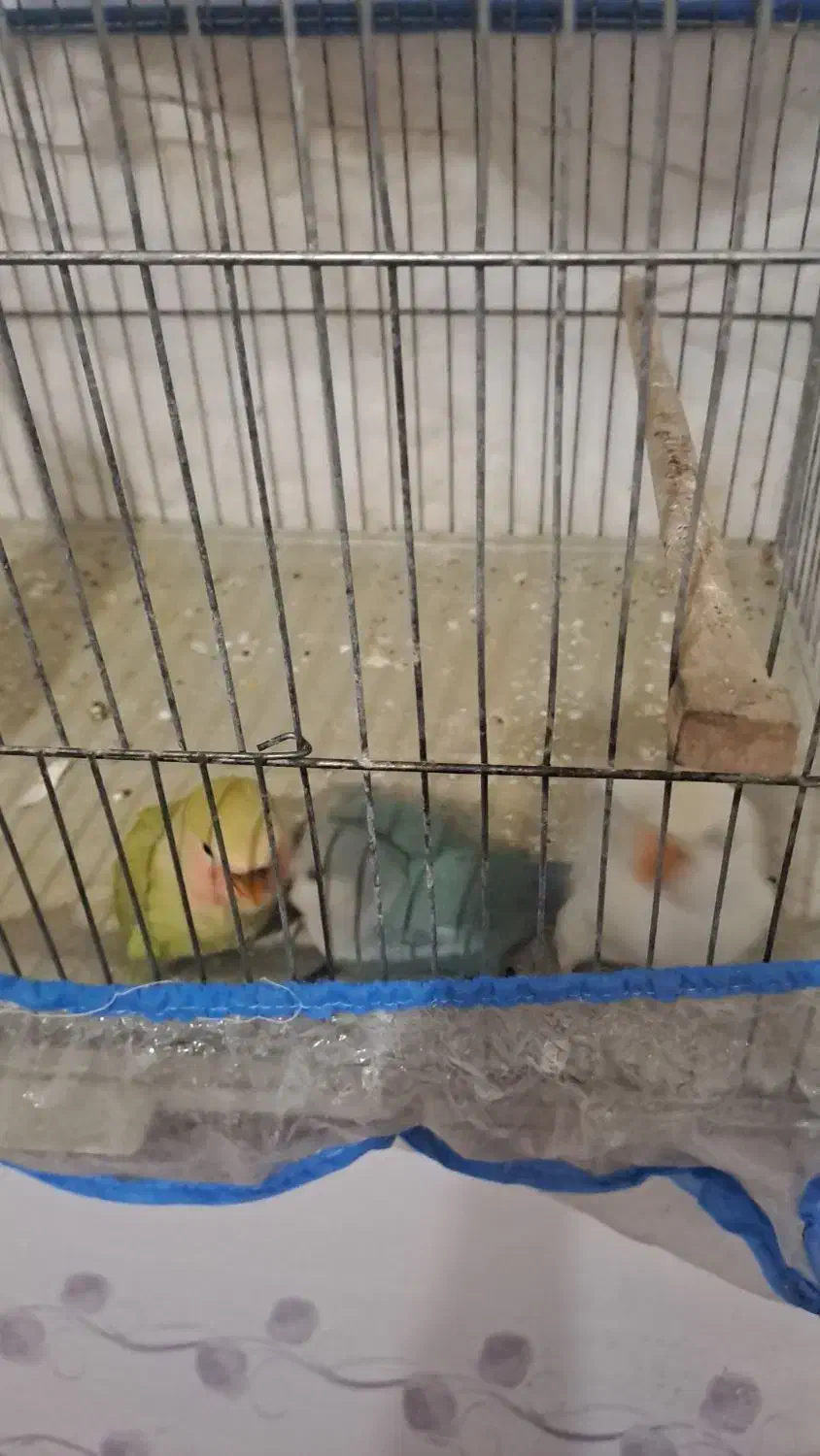 طوطی برزیلی|پرنده|یاسوج, |دیوار