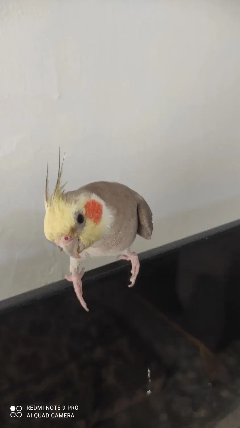 عروس هلندی نر|پرنده|قزوین, |دیوار