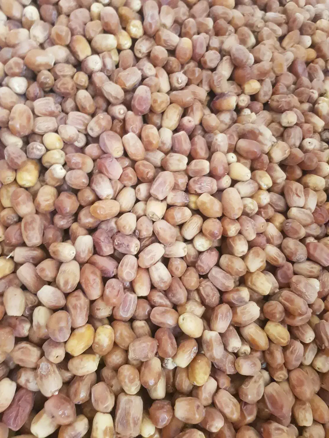 خرما زاهدی درجه یک صادراتی|خوردنی و آشامیدنی|شیراز, باهنر|دیوار