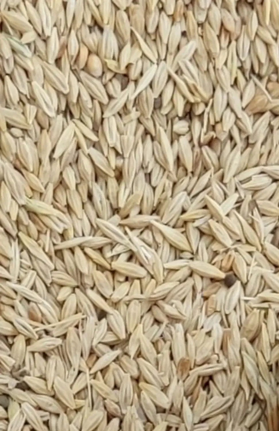 فروش2تن جو محلی|حیوانات مزرعه|آباده, |دیوار