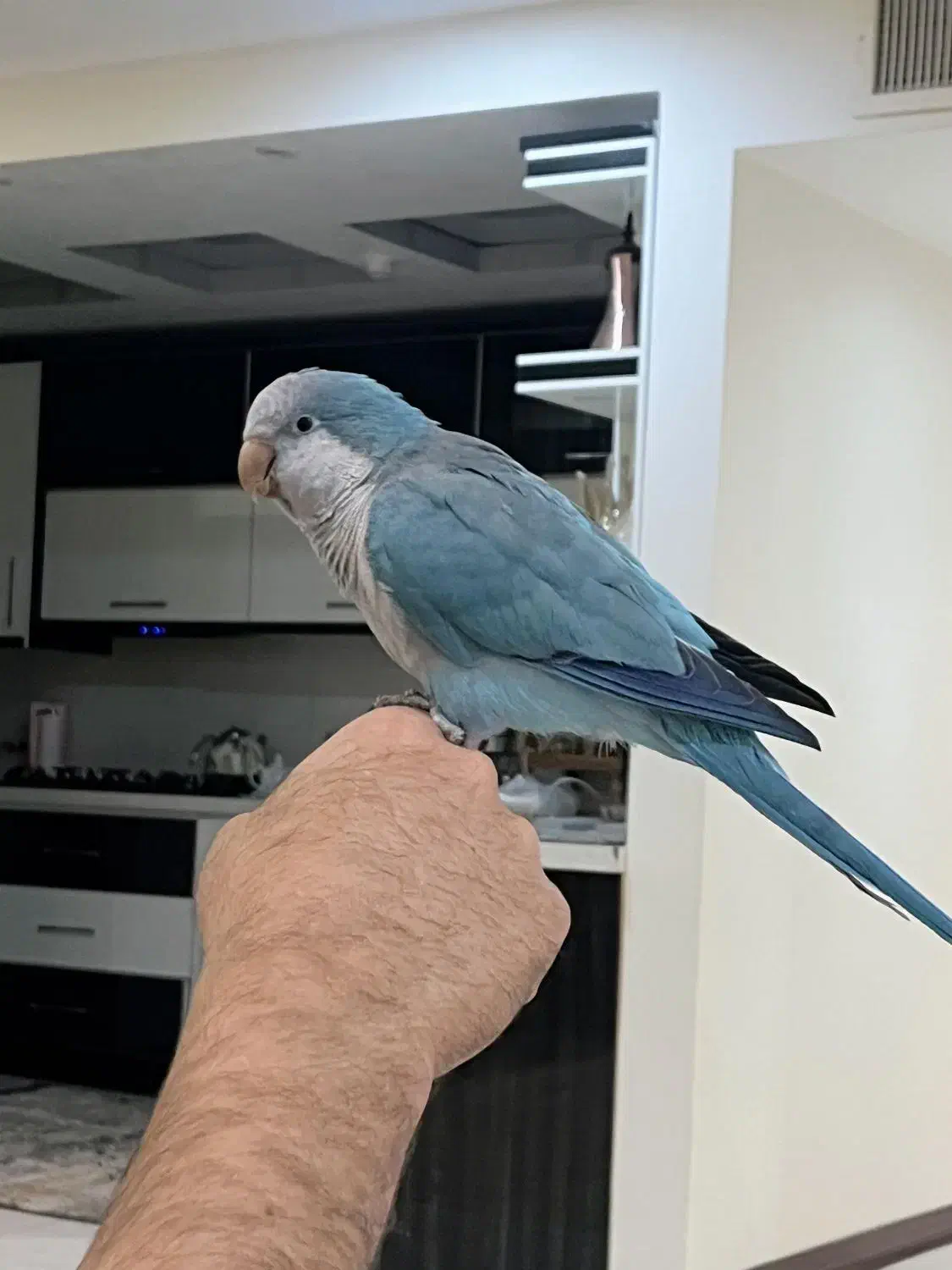 طوطی راهب|پرنده|فردیس, نسترن شرقی|دیوار