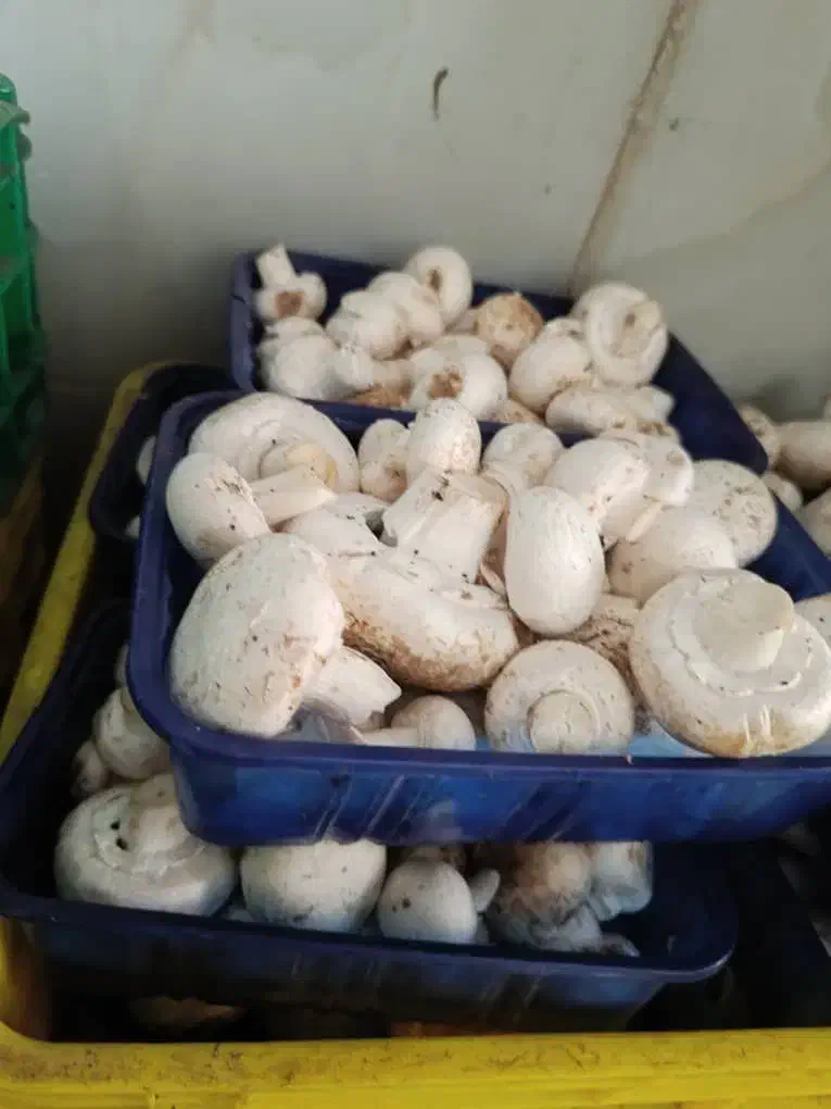 قارچ لوکس ودرجه۳|عمده‌فروشی|کتالم و سادات شهر, |دیوار