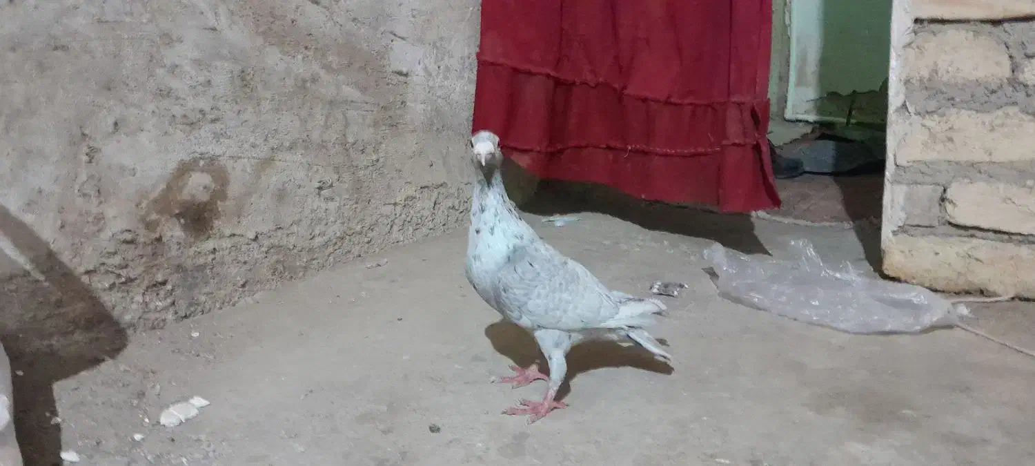 کبوتر سار|پرنده|شیروان (خراسان), |دیوار