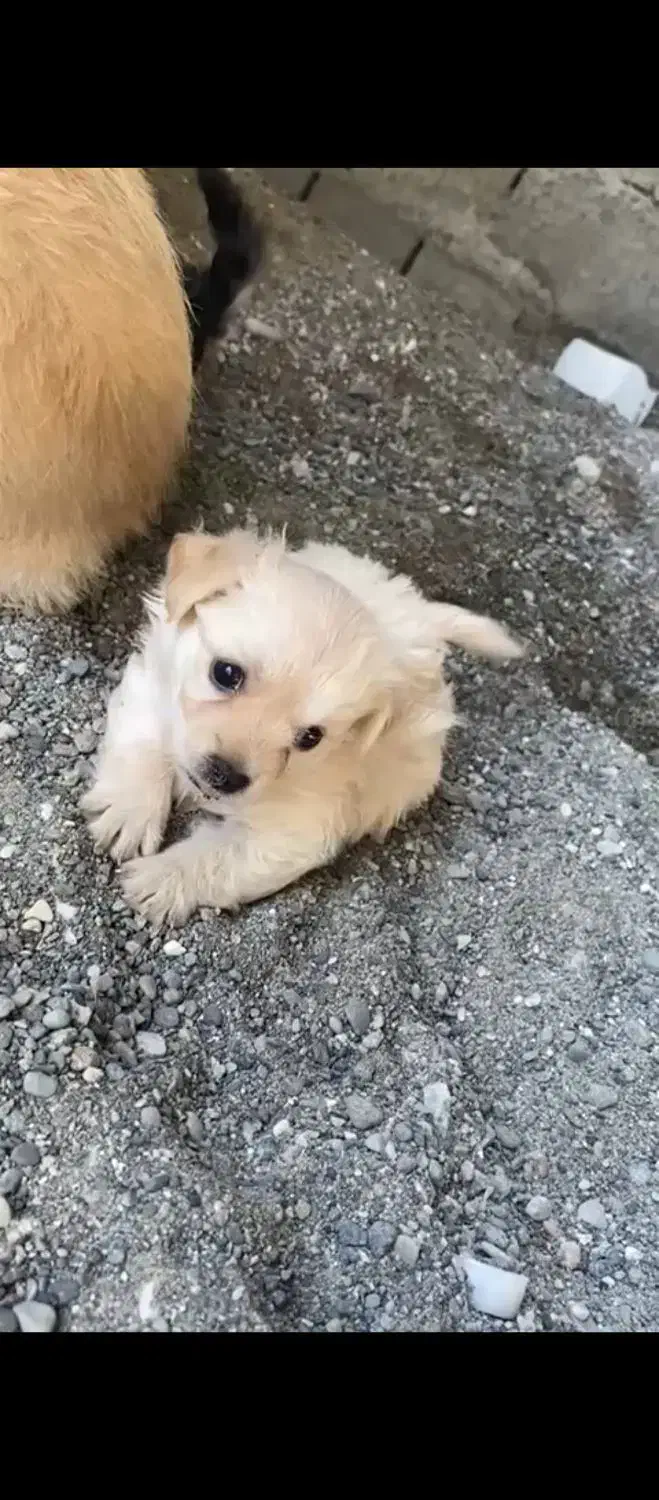 سگ پاکوتاه با توله|سگ|میناب, |دیوار