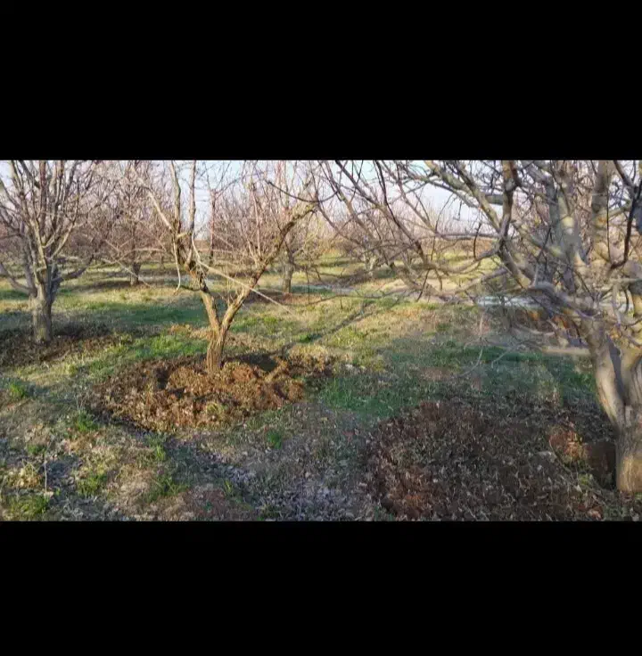 شخم زنی خاک ورزی کوددهی باغ گلخانه|خدمات باغبانی و درختکاری|مرند, |دیوار