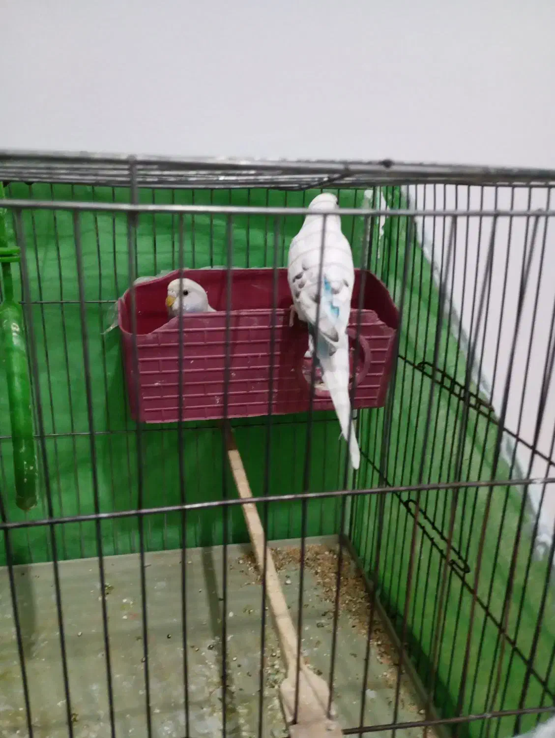 مرغ عشق نر و ماده بدون قفس|پرنده|محمدیه-قزوین, |دیوار