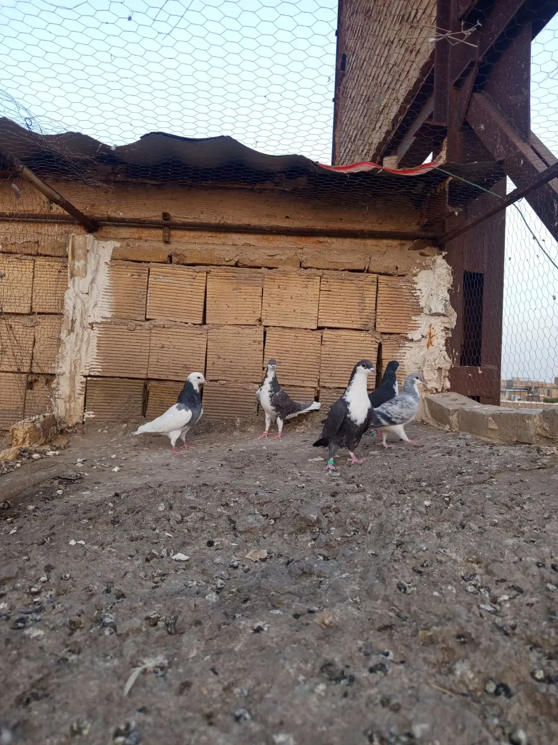 کفتر|پرنده|تربت‌حیدریه, حیدرآباد|دیوار