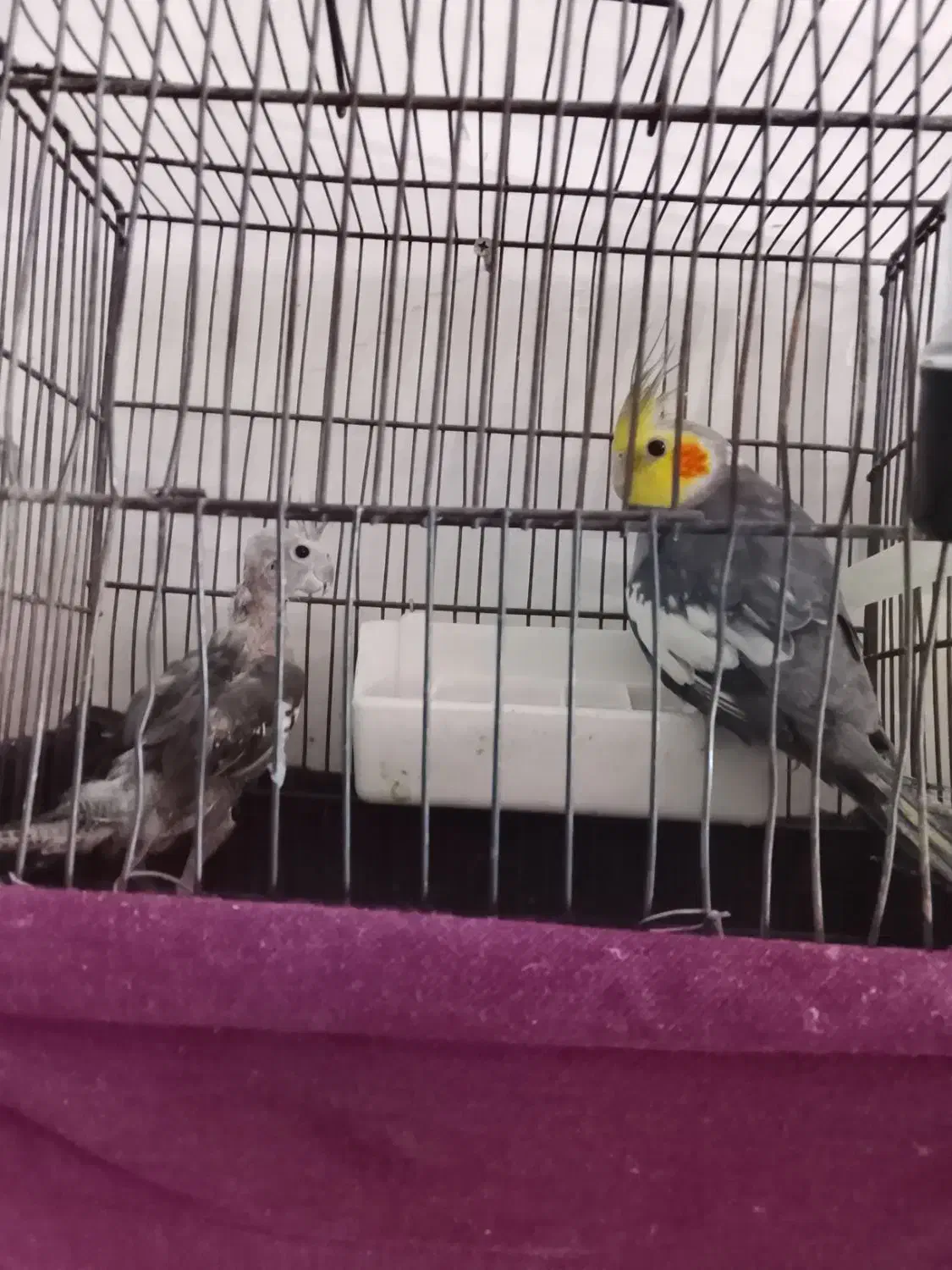 یک جفت عروس هلندی|پرنده|میانه, |دیوار