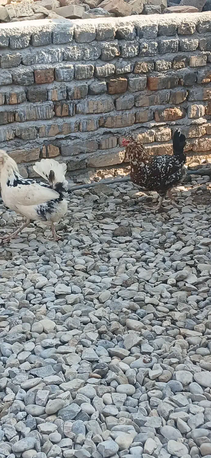 تخم گلین از مولدهای با کیفیت|حیوانات مزرعه|انبارآلوم, |دیوار