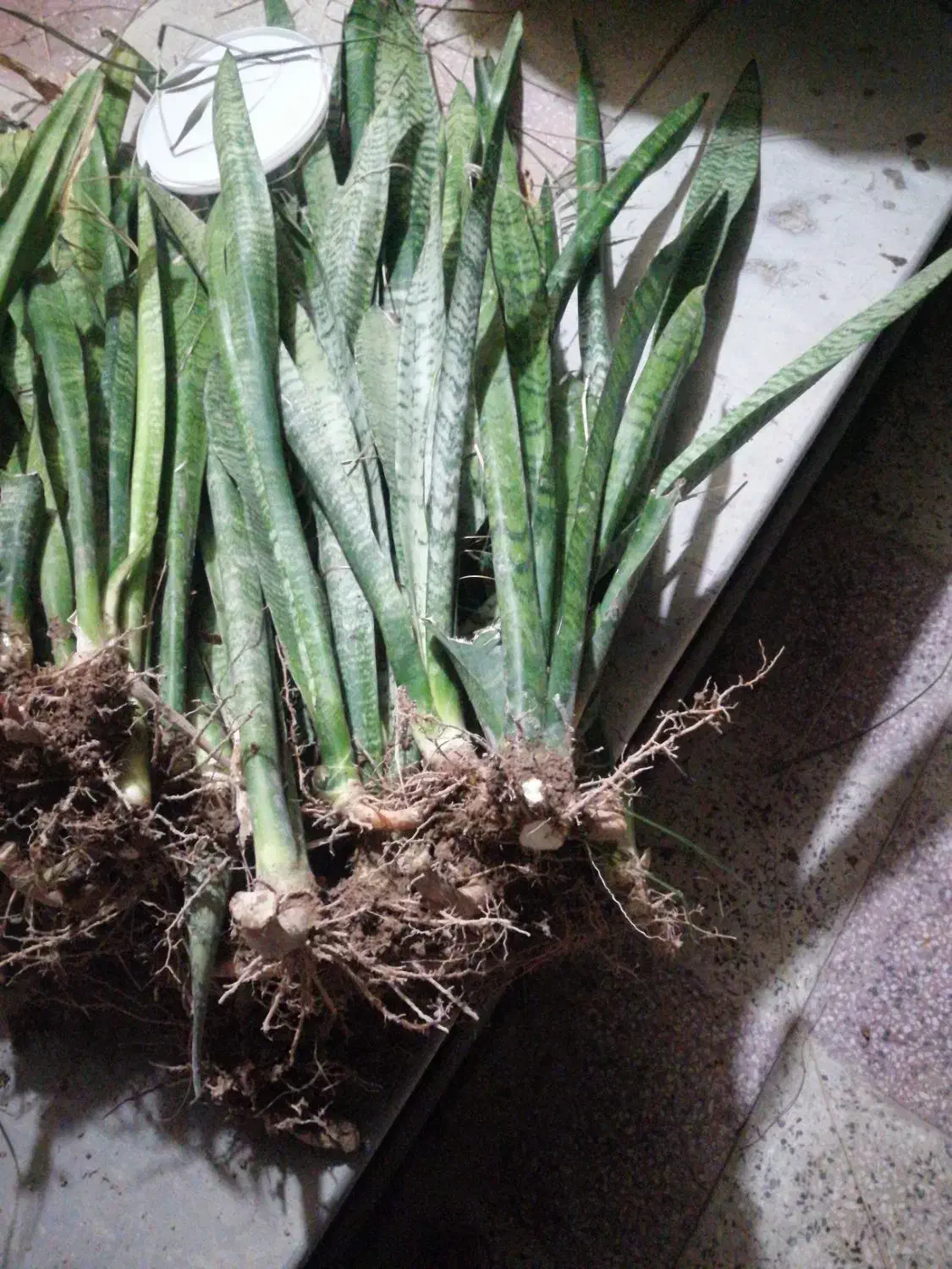 گل سانسوریا|گل و گیاه طبیعی|بندر گناوه, |دیوار