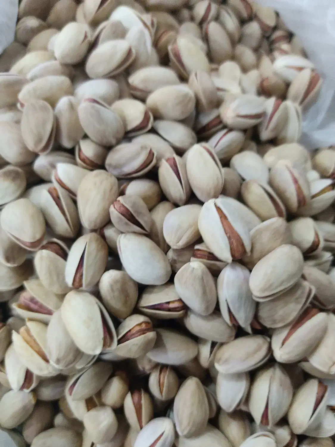 خرید پسته های کمر آبی و پوک|خدمات باغبانی و درختکاری|اردکان, |دیوار