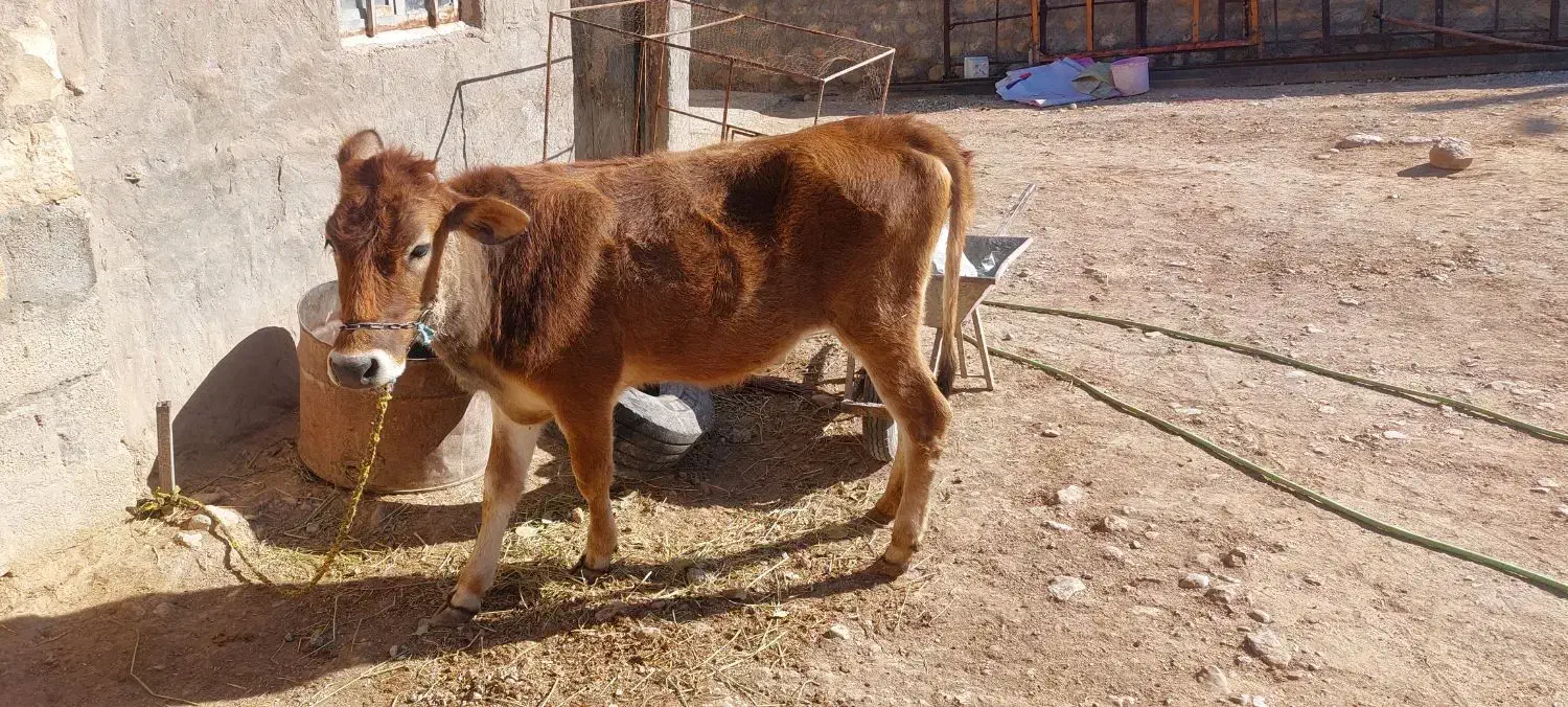 گوساله ماده|حیوانات مزرعه|کارزان, |دیوار