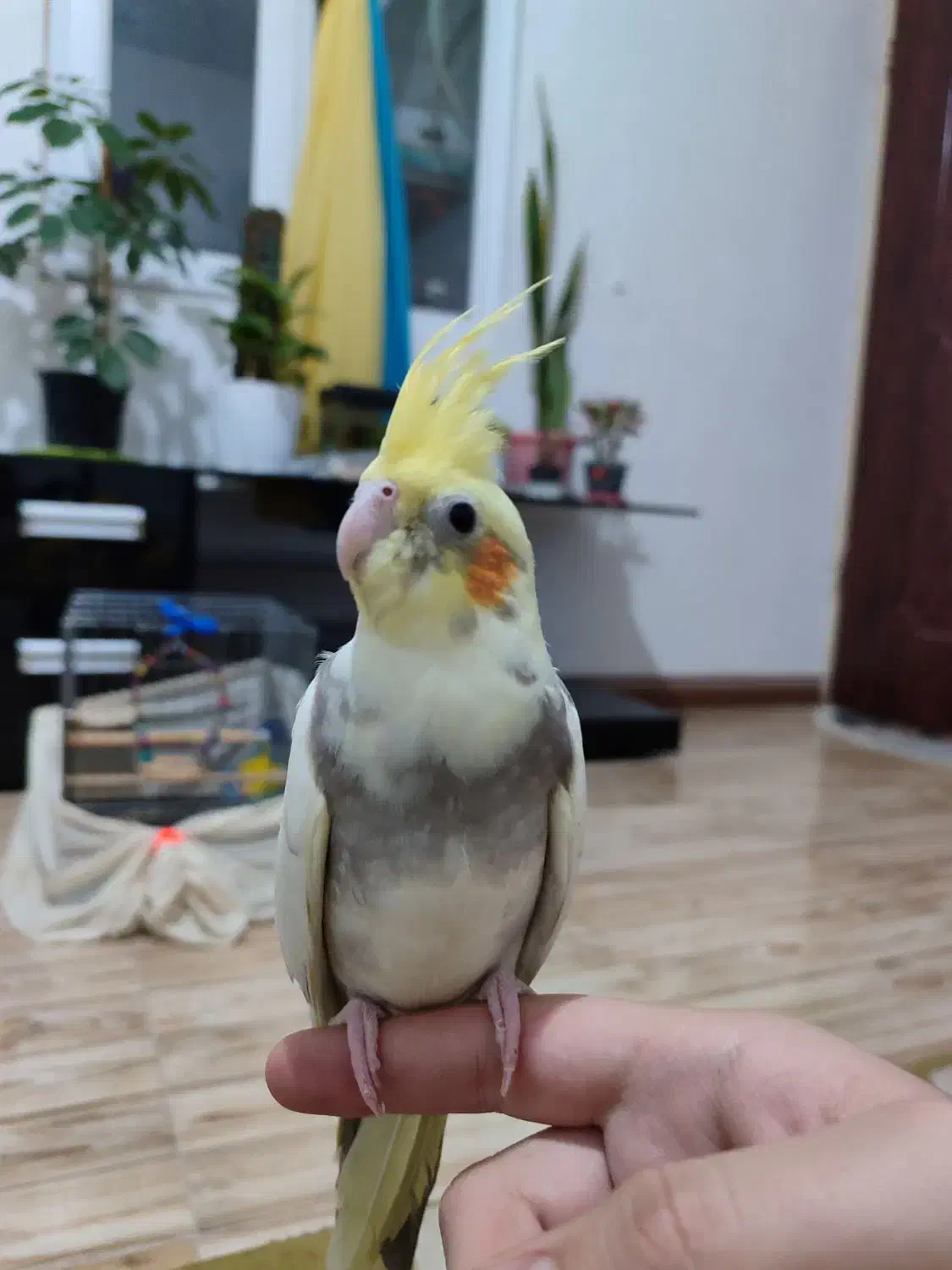 عروس هلندی نر|پرنده|شاهدشهر, |دیوار