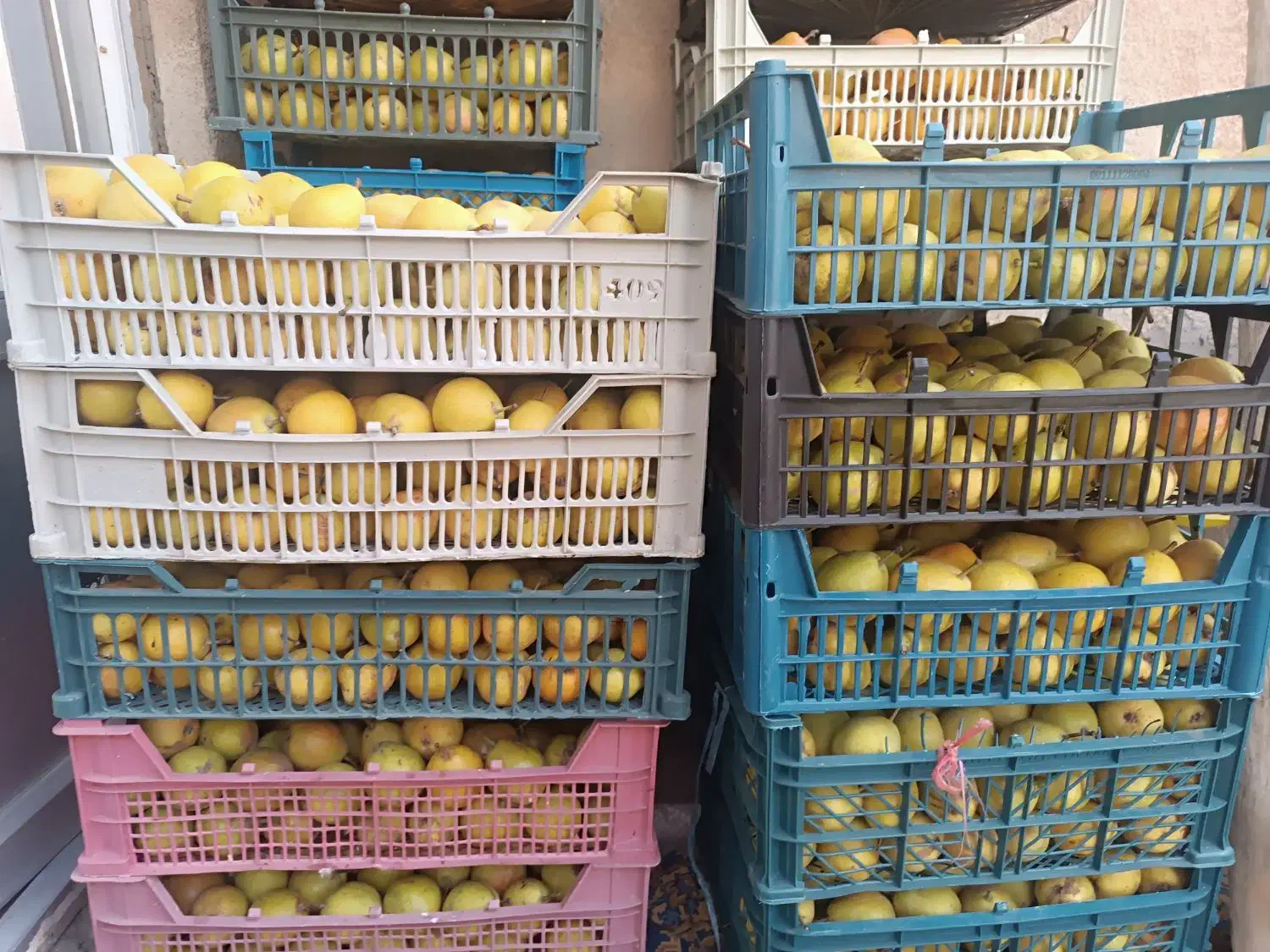 فروش گلابی شیروان|خوردنی و آشامیدنی|مشهد, شهید علی محمدی|دیوار