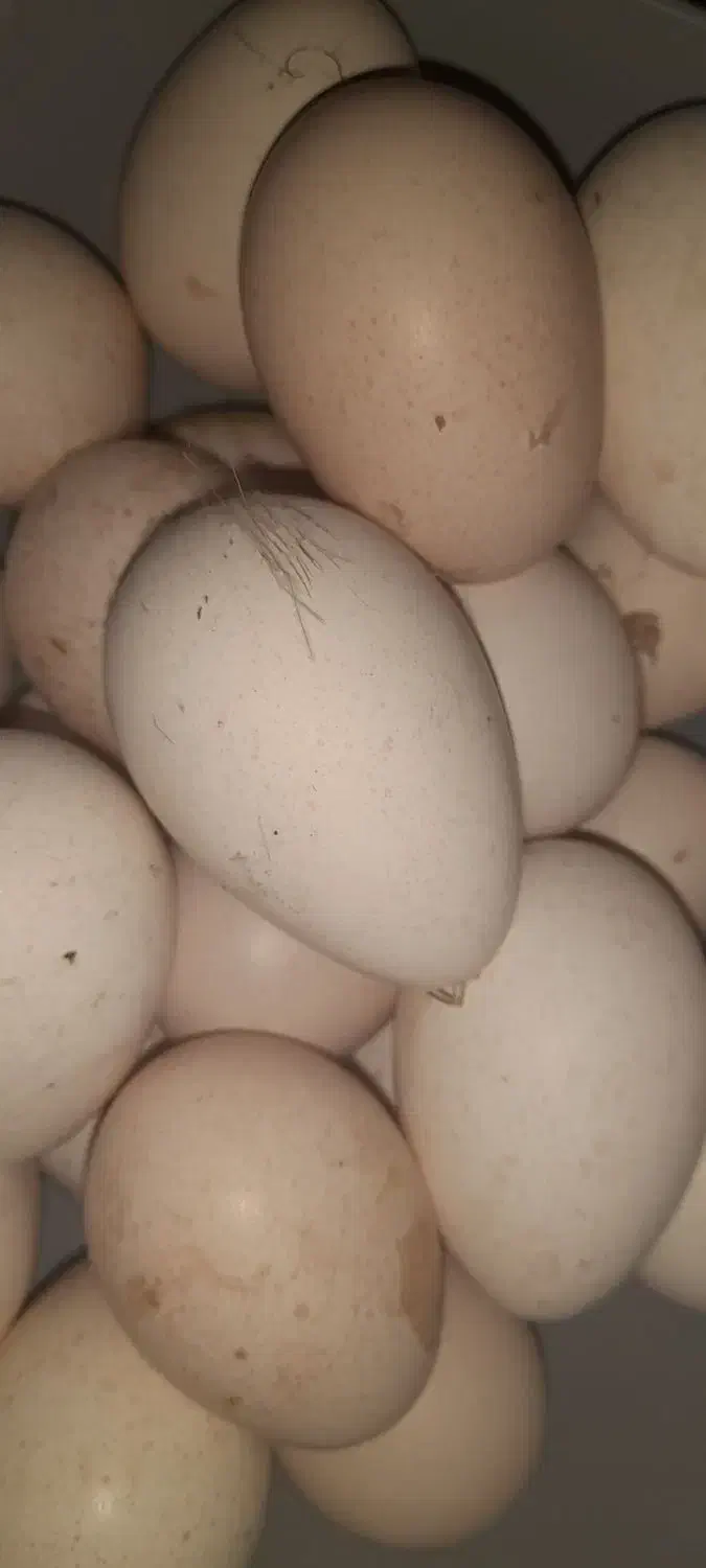 تخم بو قلمون تازه|حیوانات مزرعه|مشگین شهر, |دیوار