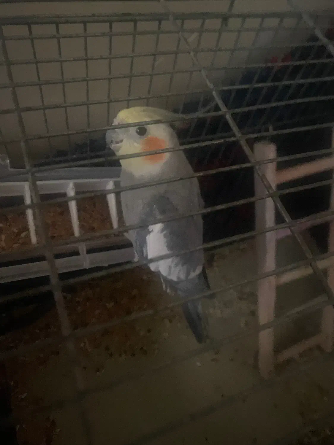 عروس هلندی نر|پرنده|خرمدره, |دیوار