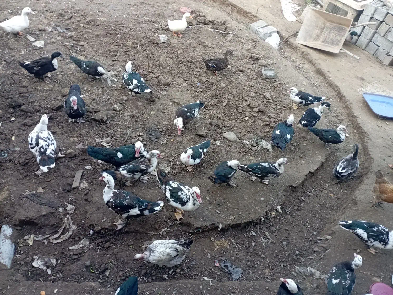 اردک اسرائیلی|حیوانات مزرعه|کومله, |دیوار