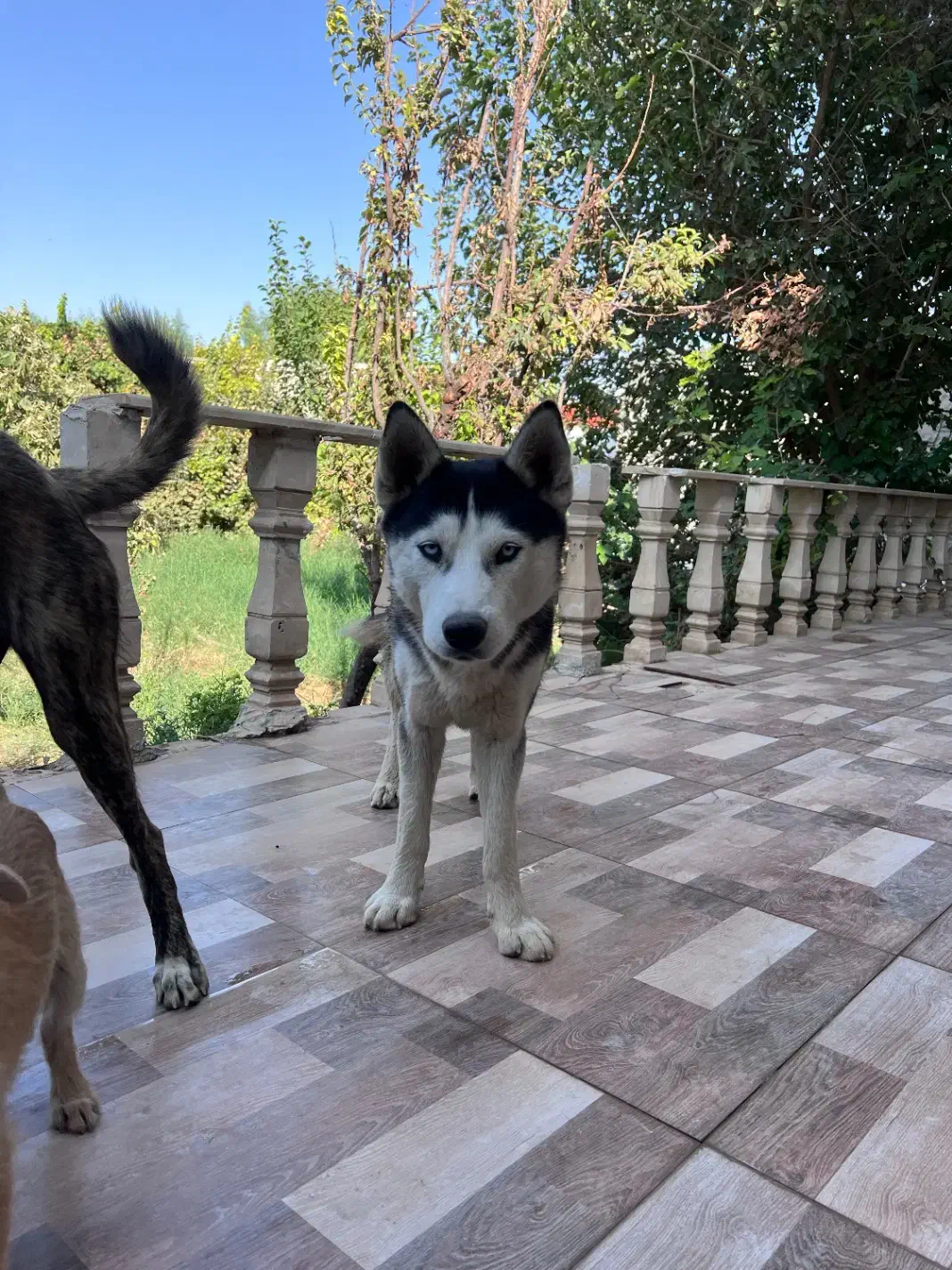 سگ هاسکی|سگ|ورامین, ورامین|دیوار