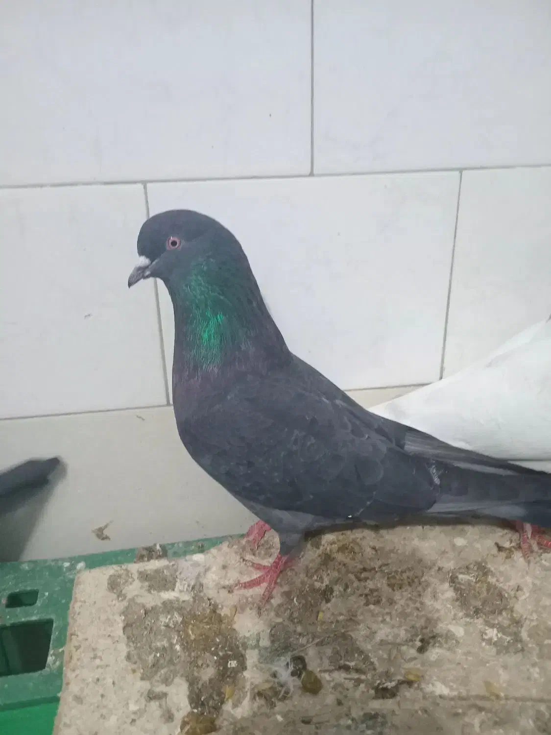 نبود جا|پرنده|مهدی شهر, |دیوار