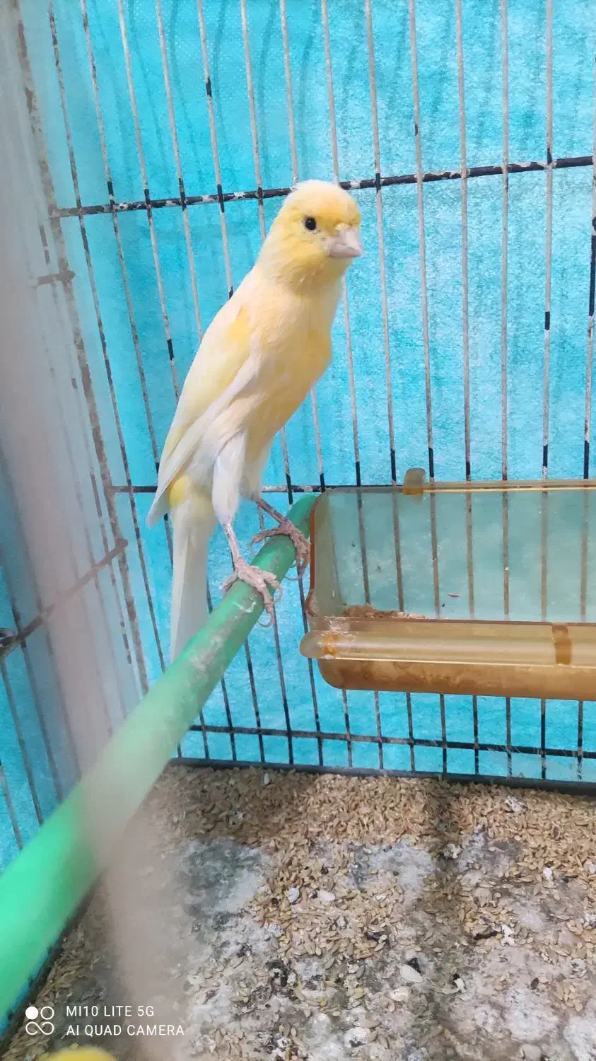 قناری نر|پرنده|مشهد, شهرک مهرگان|دیوار