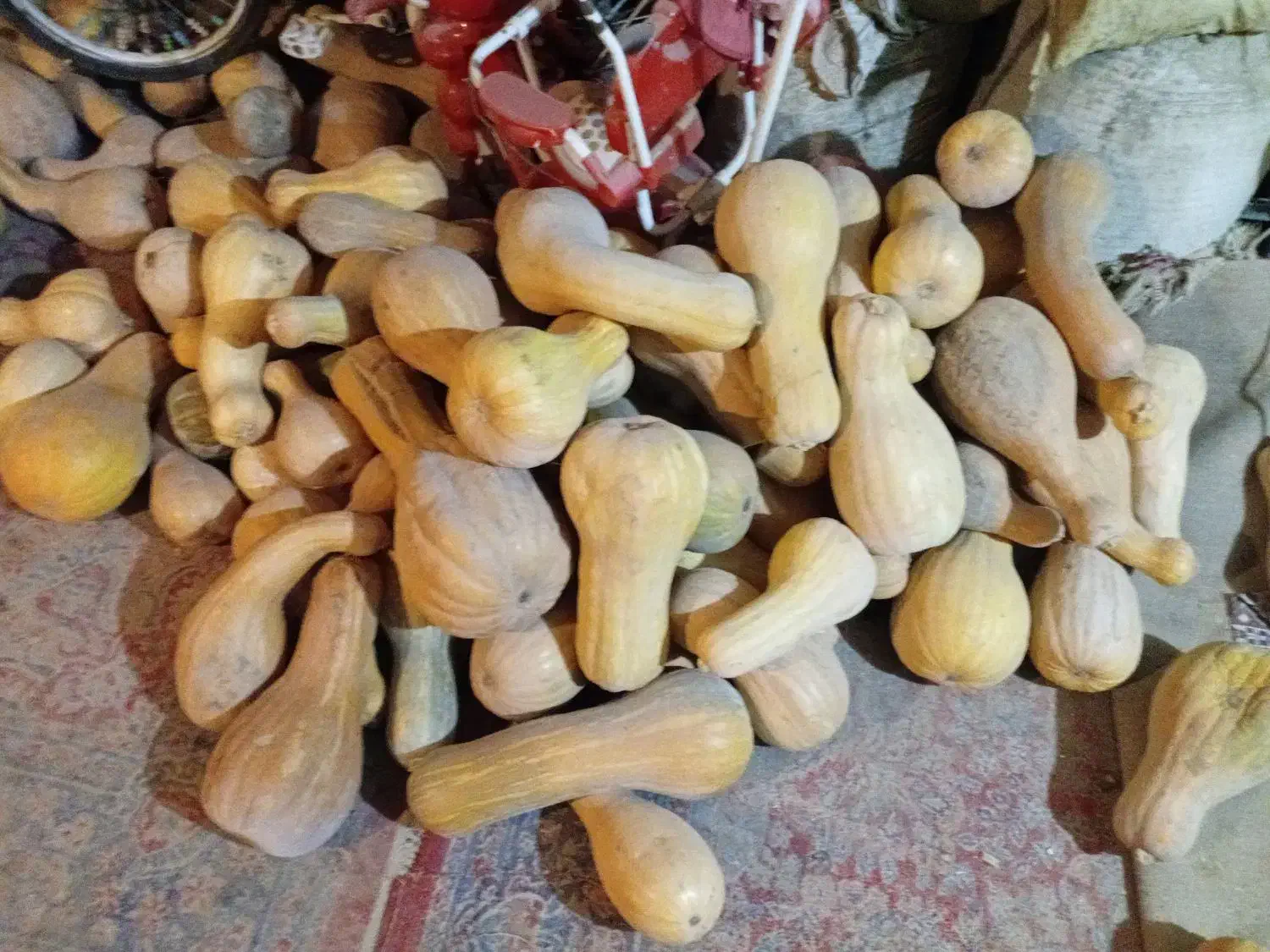 کدودرجه یک فروش فوری|حراج|تربت جام, جامرود|دیوار