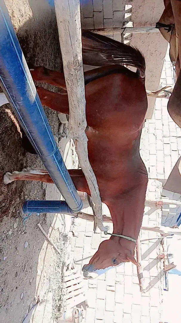 شوش|اسب و تجهیزات اسبسواری|شوش, |دیوار