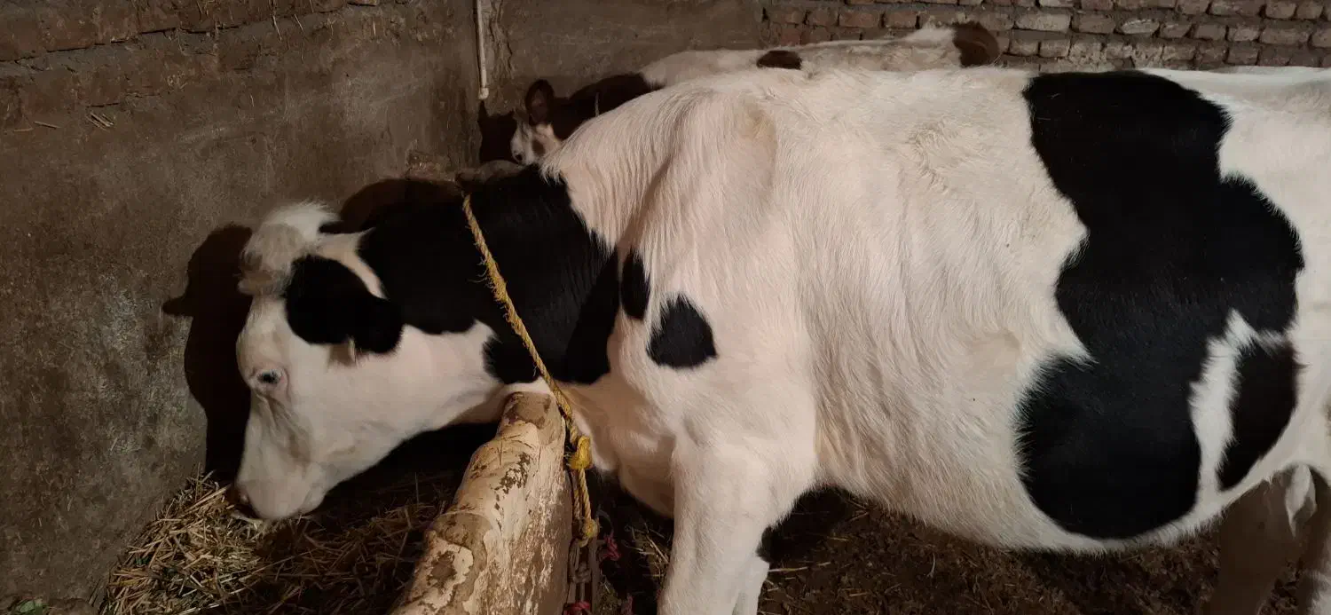 گوساله ماده|حیوانات مزرعه|ثمرین, |دیوار