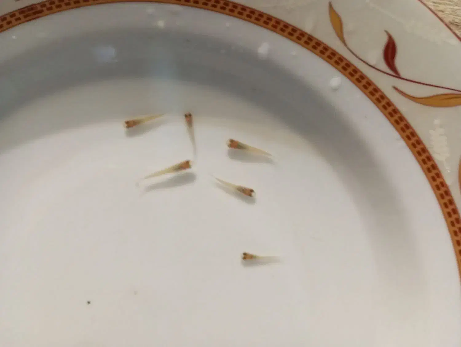 ماهی|ماهی|تربت‌حیدریه, کاشانی|دیوار