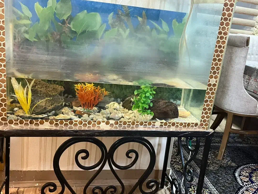 فروش اکواریم|ماهی|بندرعباس, |دیوار