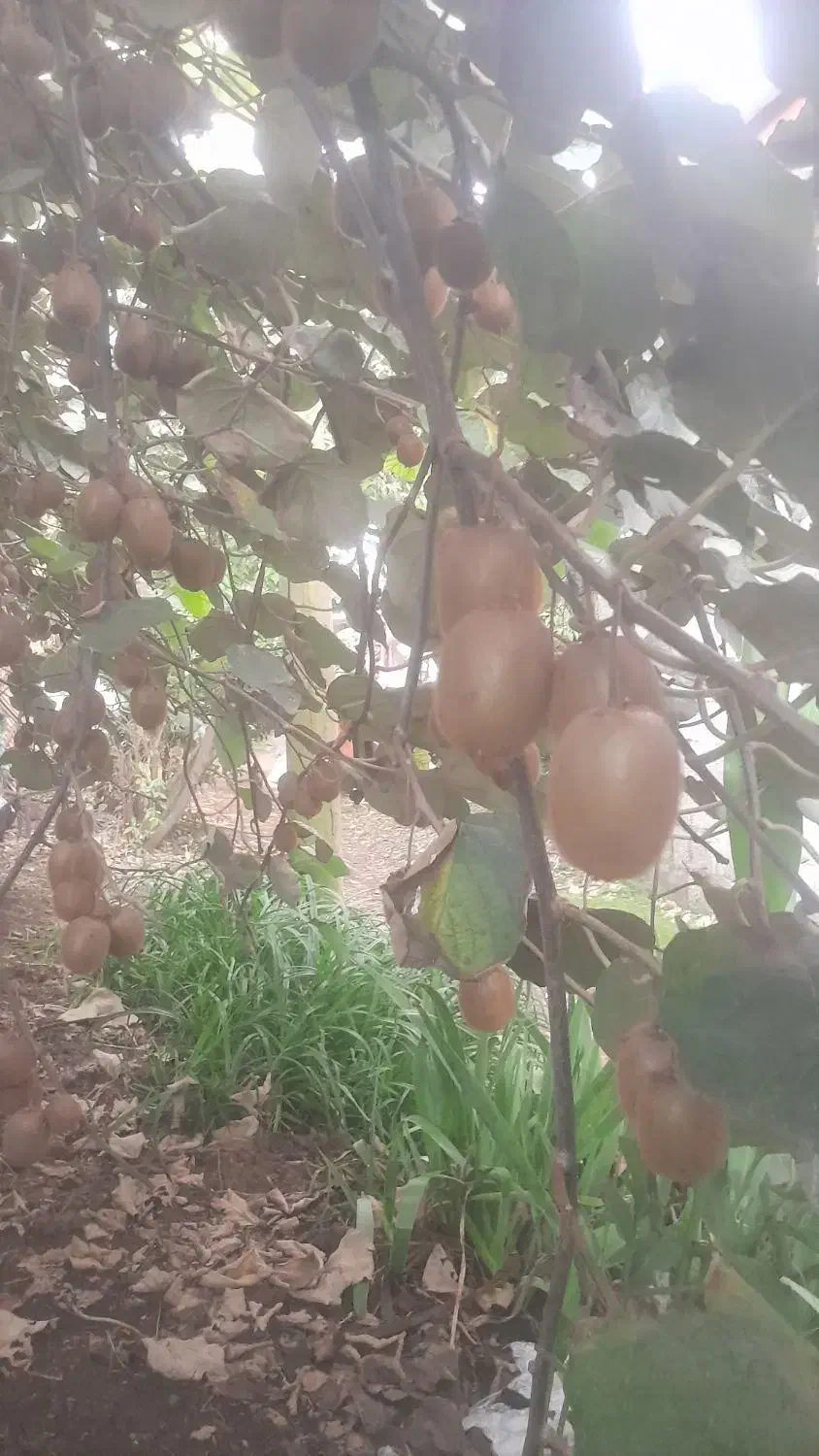 کیویی درختی|عمدهفروشی|واجارگاه, |دیوار