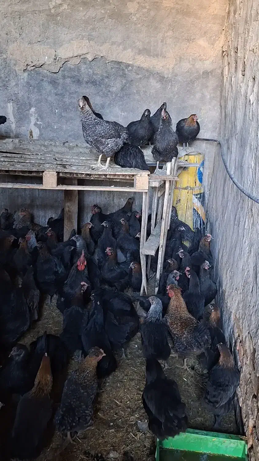 مرغ تخمگذار جوان|حیوانات مزرعه|قم, مهدی آباد|دیوار