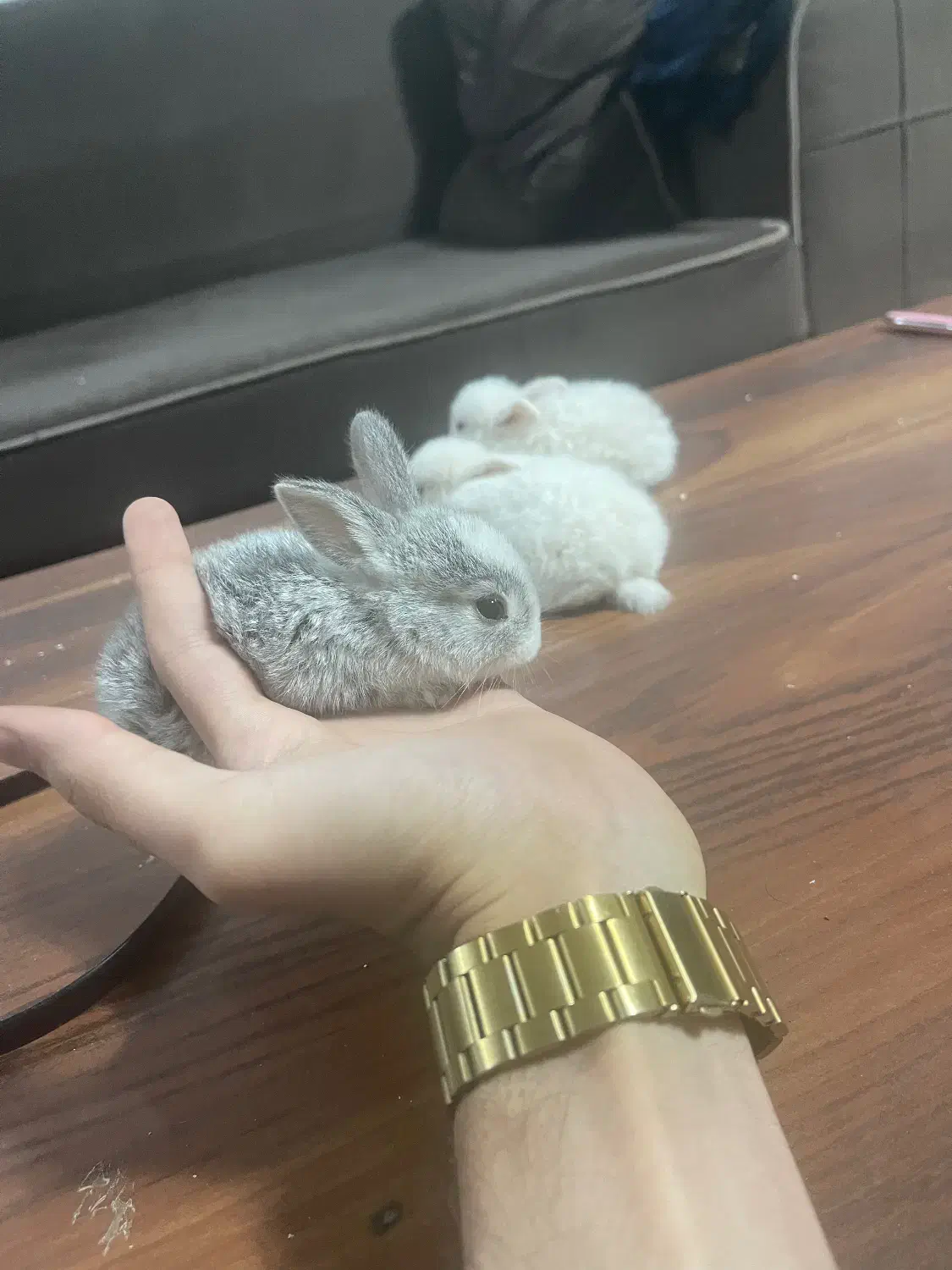 خرگوش های مینیاتوری|موش و خرگوش|کاشان, ولیعصر|دیوار